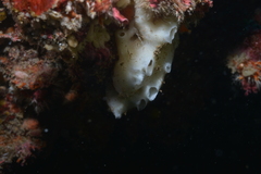 Porifera