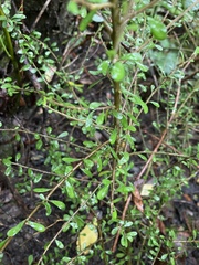 Melicytus