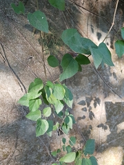 Mallotus repandus