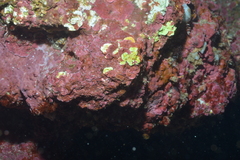 Lithothamnion