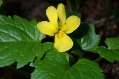 Violaceae