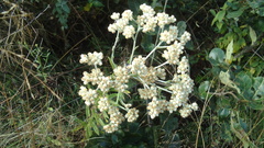 Pseudognaphalium