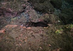 Ophioblennius steindachneri