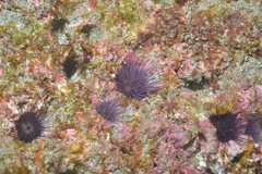 Echinostrephus molaris