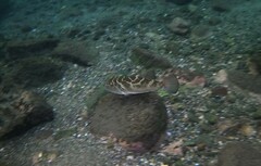 Sphoeroides annulatus