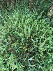 Blechnum penna-marina