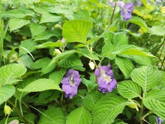 Impatiens arguta