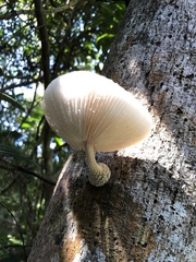 Oudemansiella