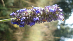 Salvia lavanduloides