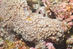 Goniopora