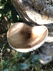 Oudemansiella