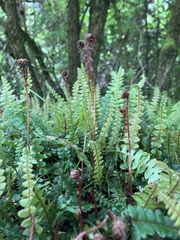 Blechnum penna-marina