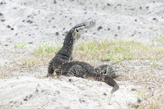 Varanus gouldii