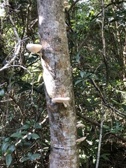 Oudemansiella