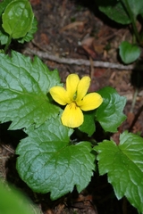 Violaceae