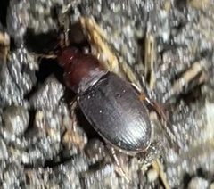 Calathus ruficollis