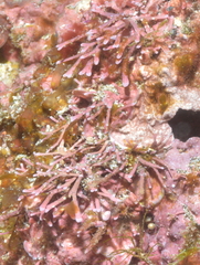 Rhodophyta