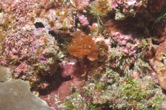 Rhodophyta