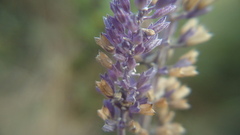 Salvia lavanduloides