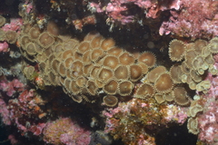 Palythoa heliodiscus