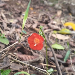 Ipomoea hederifolia