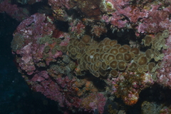 Palythoa heliodiscus