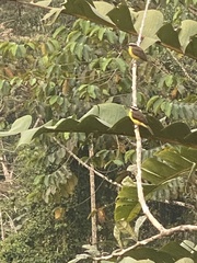 Myiozetetes cayanensis