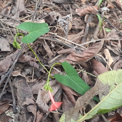 Ipomoea hederifolia