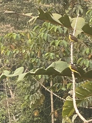 Myiozetetes cayanensis