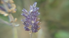 Salvia lavanduloides