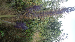 Salvia lavanduloides