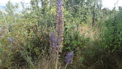 Salvia lavanduloides