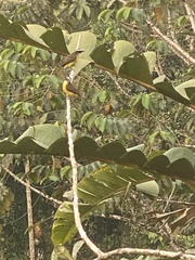 Myiozetetes cayanensis