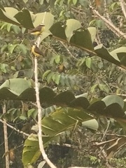 Myiozetetes cayanensis