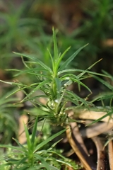 Polytrichastrum alpinum