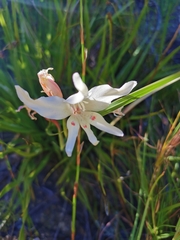 Gladiolus carneus