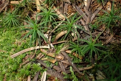 Polytrichastrum alpinum