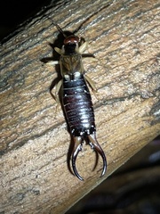 Forficula auricularia
