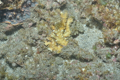 Scleractinia