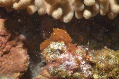 Rhodophyta