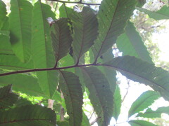 Cupania