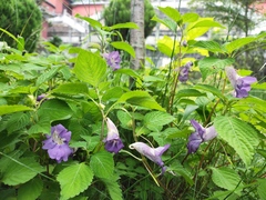 Impatiens arguta