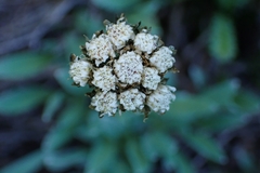 Antennaria lanata