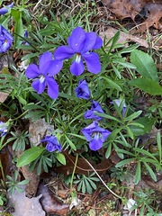 Viola pedata