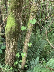 Calystegia tuguriorum