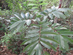 Cupania