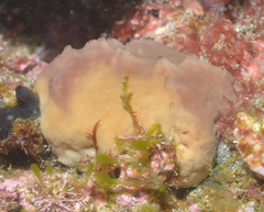 Porifera