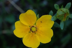 Potentilla flabellifolia