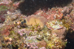 Porifera