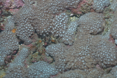 Goniopora